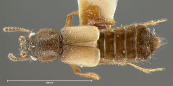 Media type: image;   Entomology 6552 Aspect: habitus dorsal view